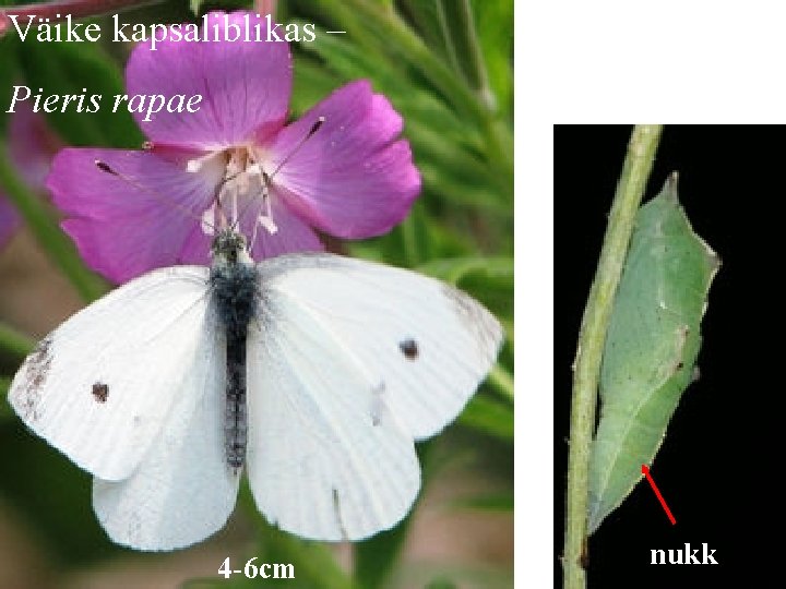 Väike kapsaliblikas – Pieris rapae 4 -6 cm nukk 