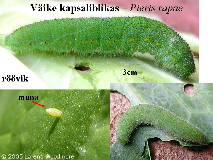 Väike kapsaliblikas – Pieris rapae röövik muna 3 cm 