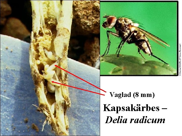 Vaglad (8 mm) Kapsakärbes – Delia radicum 