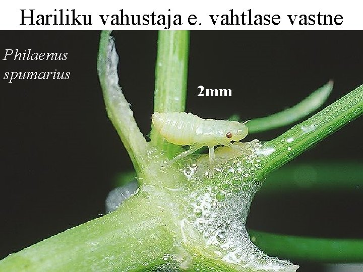 Hariliku vahustaja e. vahtlase vastne Philaenus spumarius 2 mm 