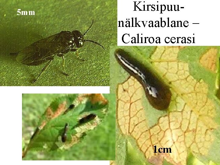 5 mm Kirsipuunälkvaablane – Caliroa cerasi 1 cm 