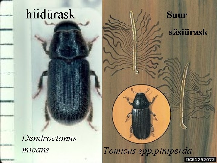 hiidürask Suur säsiürask Dendroctonus micans Tomicus spp. piniperda 