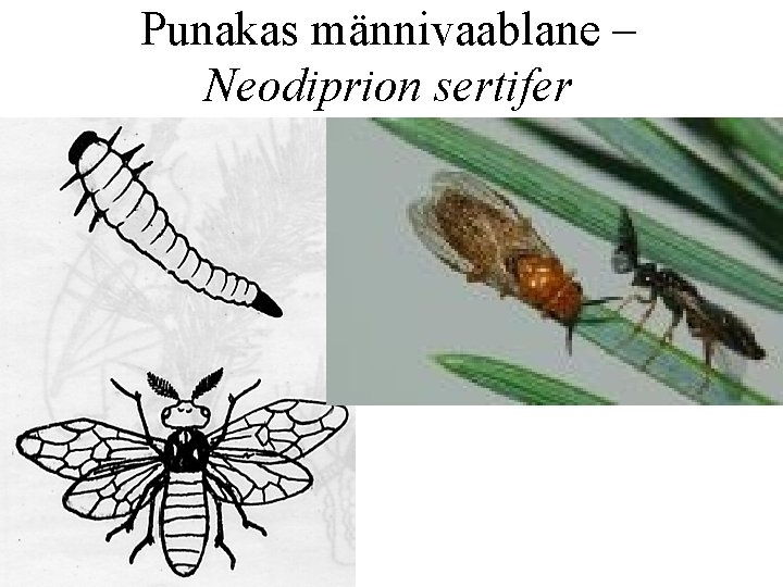 Punakas männivaablane – Neodiprion sertifer 