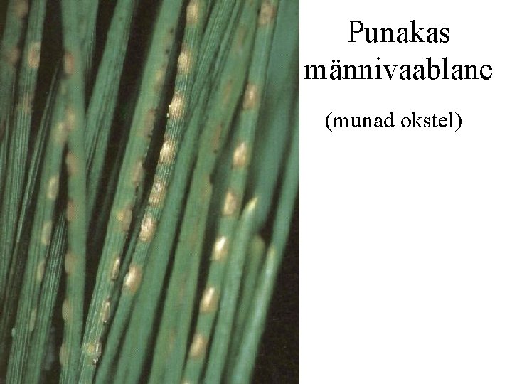 Punakas männivaablane (munad okstel) 