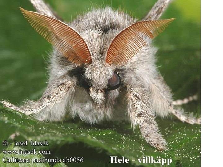 Hele - villkäpp 