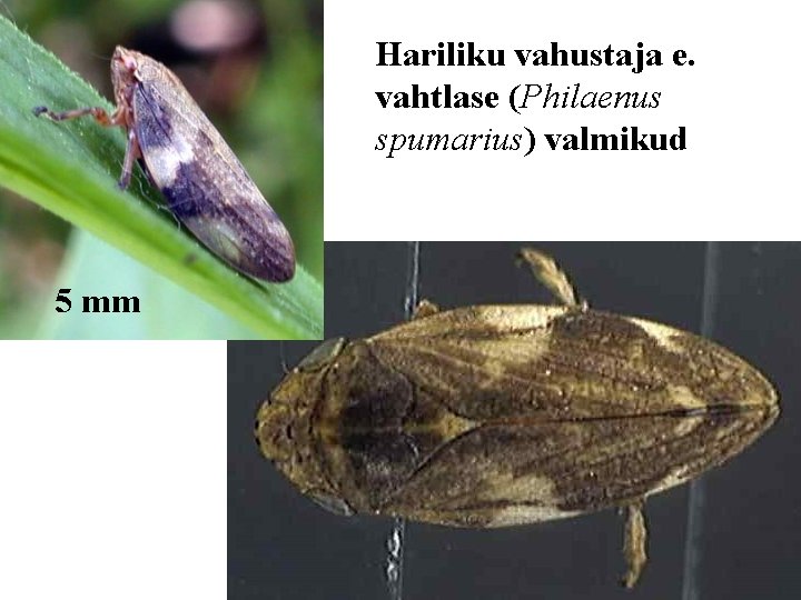 Hariliku vahustaja e. vahtlase (Philaenus spumarius) valmikud 5 mm 