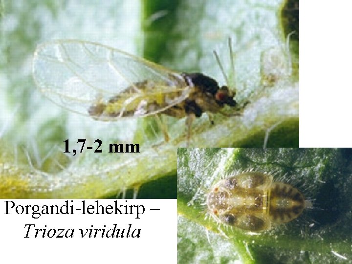 1, 7 -2 mm Porgandi-lehekirp – Trioza viridula 