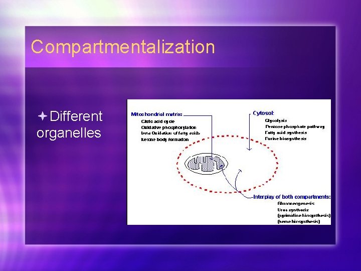 Compartmentalization Different organelles 