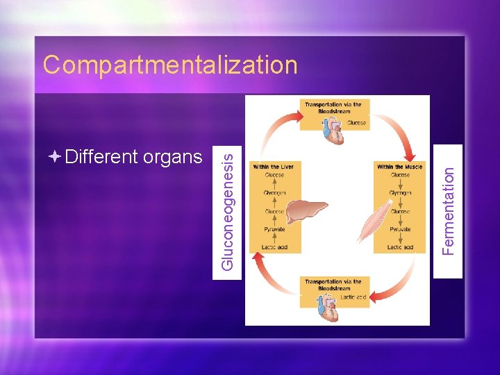 Fermentation Different organs Gluconeogenesis Compartmentalization 