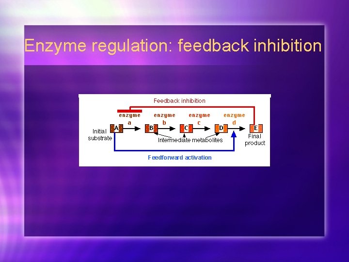 Enzyme regulation: feedback inhibition Feedforward activation 