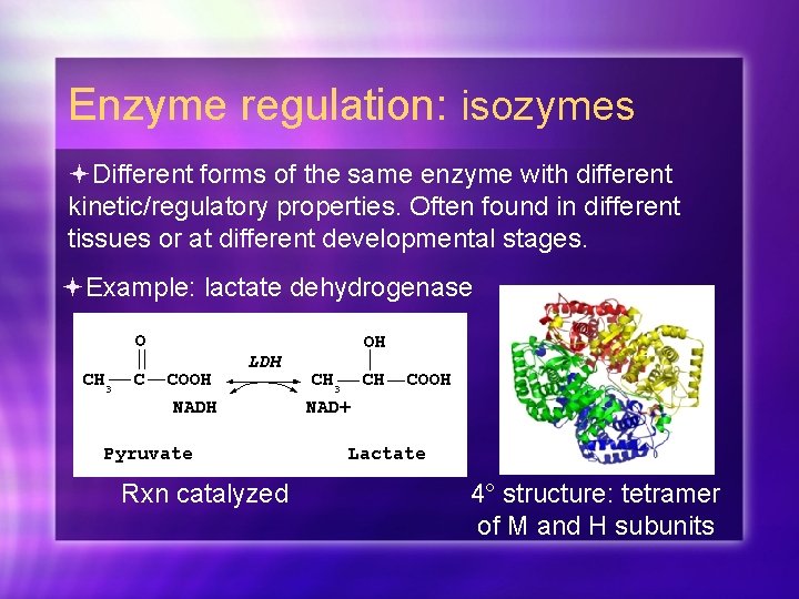 Enzyme regulation: isozymes Different forms of the same enzyme with different kinetic/regulatory properties. Often