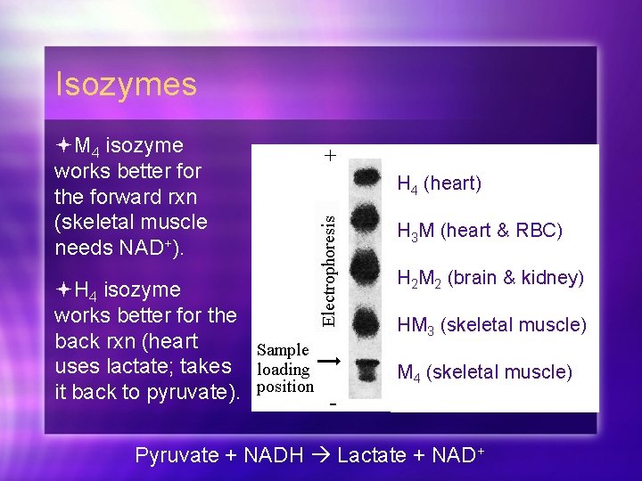 Isozymes M 4 isozyme works better for the forward rxn (skeletal muscle needs NAD+).