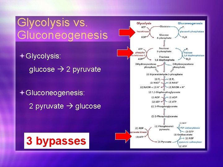Glycolysis vs. Gluconeogenesis Glycolysis: glucose 2 pyruvate Gluconeogenesis: 2 pyruvate glucose 3 bypasses 