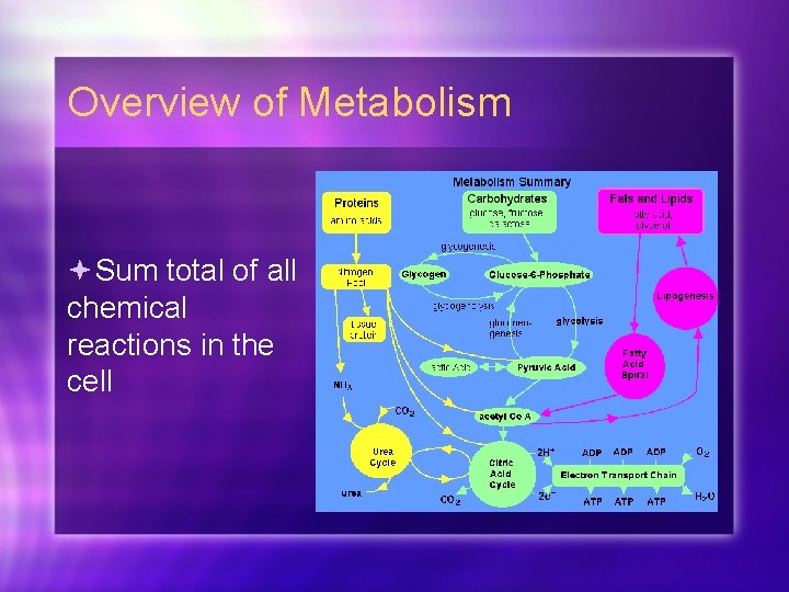 Overview of Metabolism Sum total of all chemical reactions in the cell 