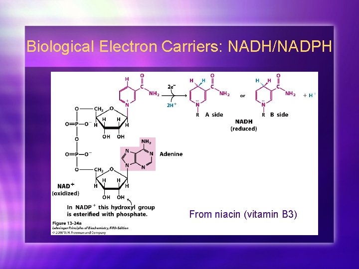 Biological Electron Carriers: NADH/NADPH From niacin (vitamin B 3) 