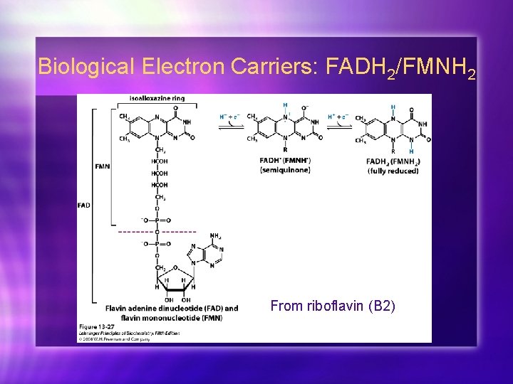 Biological Electron Carriers: FADH 2/FMNH 2 From riboflavin (B 2) 