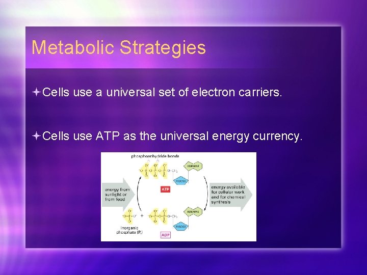 Metabolic Strategies Cells use a universal set of electron carriers. Cells use ATP as