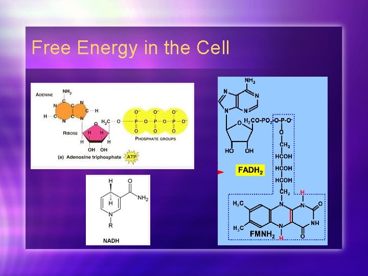 Free Energy in the Cell 