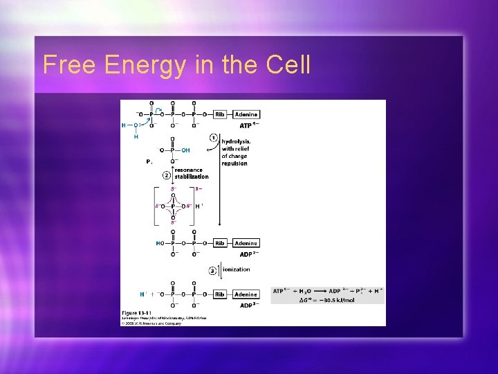 Free Energy in the Cell 