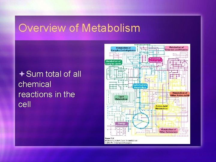 Overview of Metabolism Sum total of all chemical reactions in the cell 