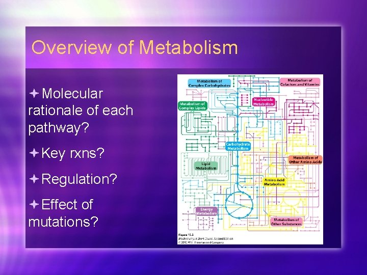 Overview of Metabolism Molecular rationale of each pathway? Key rxns? Regulation? Effect of mutations?