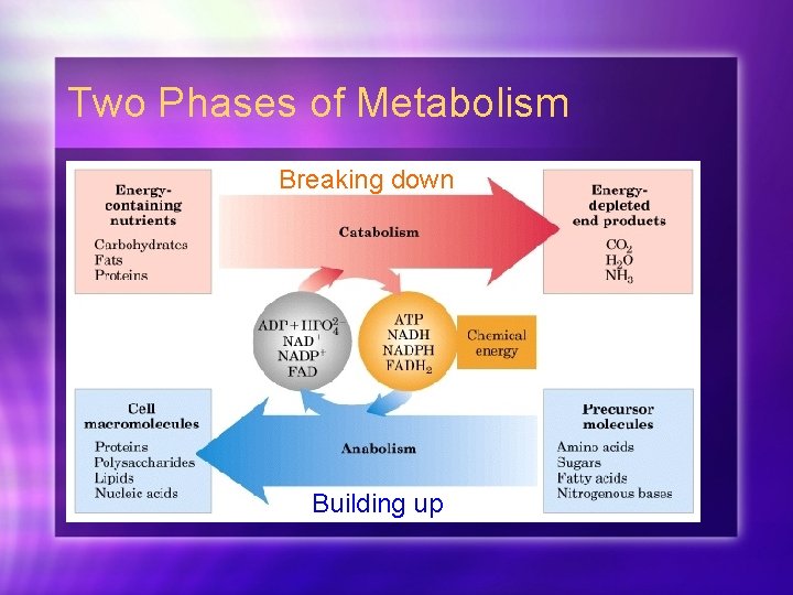 Two Phases of Metabolism Breaking down Building up 