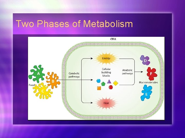 Two Phases of Metabolism 