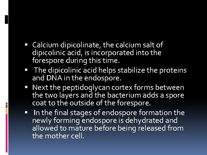  Calcium dipicolinate, the calcium salt of dipicolinic acid, is incorporated into the forespore