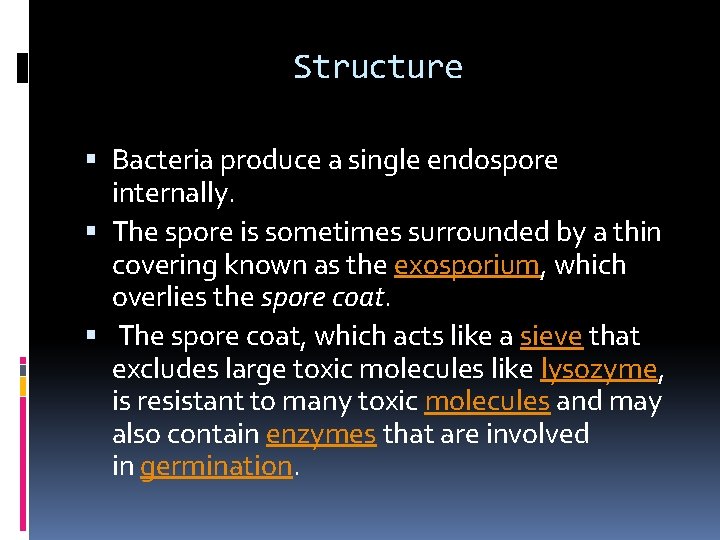 Structure Bacteria produce a single endospore internally. The spore is sometimes surrounded by a