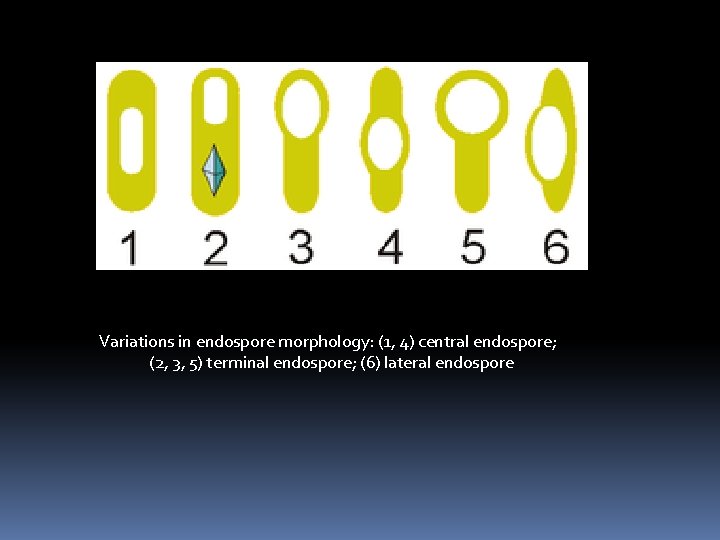 Variations in endospore morphology: (1, 4) central endospore; (2, 3, 5) terminal endospore; (6)