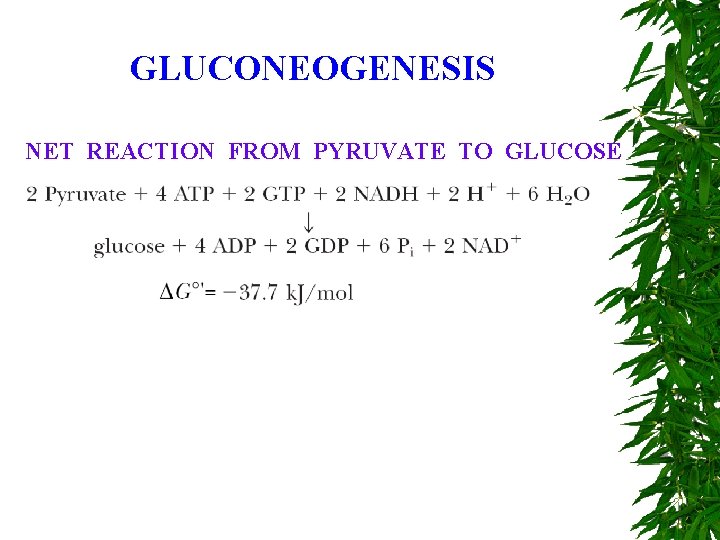 GLUCONEOGENESIS NET REACTION FROM PYRUVATE TO GLUCOSE 