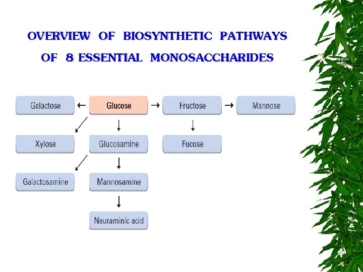 OVERVIEW OF BIOSYNTHETIC PATHWAYS OF 8 ESSENTIAL MONOSACCHARIDES 