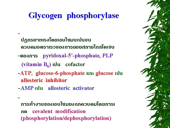 Glycogen phosphorylase - ปฏกรยาทเรงโดยเอนไซมนเปนขน ควบคมอตราเรวของการยอยสลายไกลโคเจน -ตองการ pyridoxal-5’-phosphate, PLP (vitamin B 6) เปน cofactor -ATP,