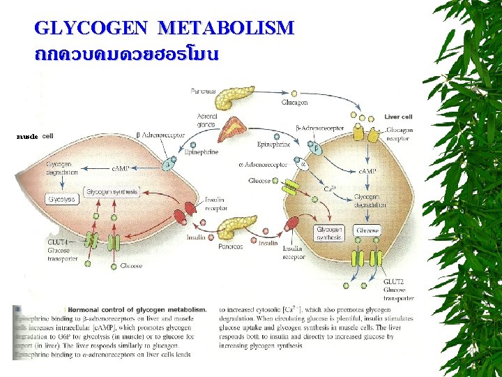 GLYCOGEN METABOLISM ถกควบคมดวยฮอรโมน muscle 