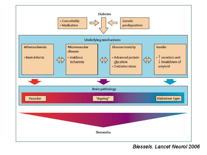 Biessels. Lancet Neurol 2006 