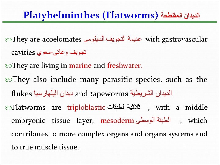 Platyhelminthes (Flatworms) ﺍﻟﺪﻳﺪﺍﻥ ﺍﻟﻤﻔﻠﻄﺤﺔ They are acoelomates ﻋﺪﻳﻤﺔ ﺍﻟﺘﺠﻮﻳﻒ ﺍﻟﺴﻴﻠﻮﻣﻲ with gastrovascular cavities ﻣﻌﻮﻱ