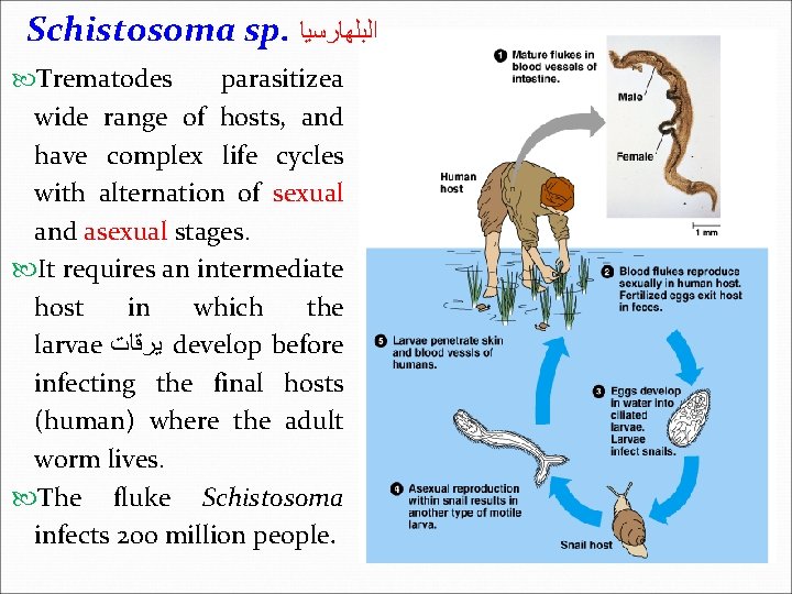Schistosoma sp. ﺍﻟﺒﻠﻬﺎﺭﺳﻴﺎ Trematodes parasitizea wide range of hosts, and have complex life cycles