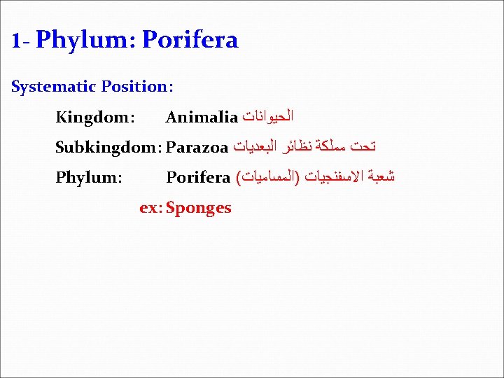 1 - Phylum: Porifera Systematic Position: Kingdom: Animalia ﺍﻟﺤﻴﻮﺍﻧﺎﺕ Subkingdom: Parazoa ﺗﺤﺖ ﻣﻤﻠﻜﺔ ﻧﻈﺎﺋﺮ