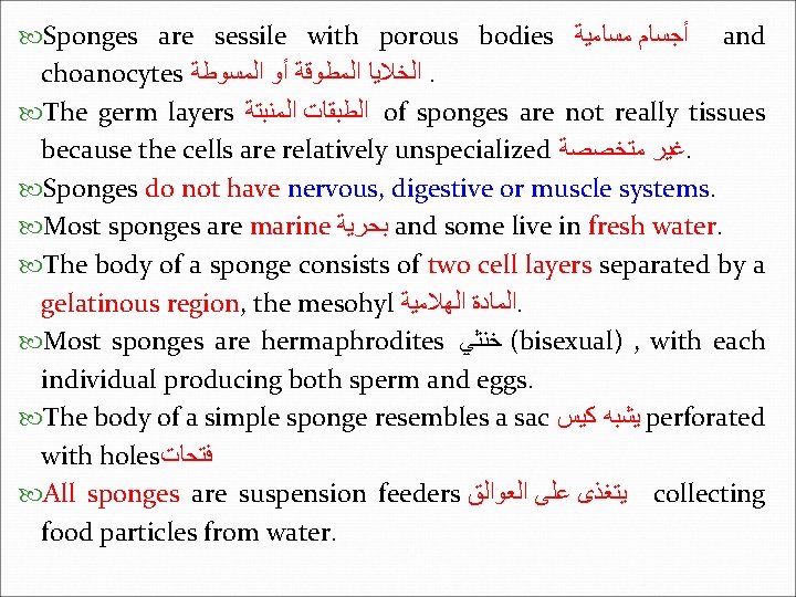  Sponges are sessile with porous bodies ﺃﺠﺴﺎﻡ ﻣﺴﺎﻣﻴﺔ and choanocytes ﺍﻟﺨﻼﻳﺎ ﺍﻟﻤﻄﻮﻗﺔ ﺃﻮ