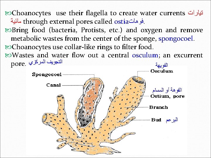 Choanocytes use their flagella to create water currents ﺗﻴﺎﺭﺍﺕ ﻣﺎﺋﻴﺔ through external pores