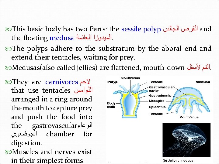  This basic body has two Parts: the sessile polyp ﺍﻟﻘﺮﺹ ﺍﻟﺠﺎﻟﺲ and the