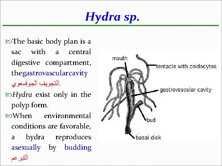 Hydra sp. The basic body plan is a sac with a central digestive compartment,