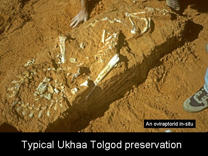An oviraptorid in-situ Typical Ukhaa Tolgod preservation 