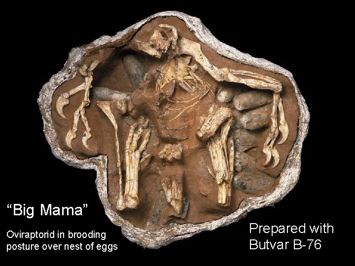 “Big Mama” Oviraptorid in brooding posture over nest of eggs Prepared with Butvar B-76