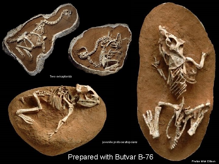 Two oviraptorids juvenile protoceratopcians Prepared with Butvar B-76 Photos Mick Ellison 