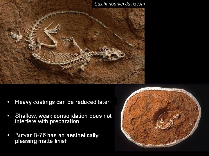 Saichangurvel davidsoni • Heavy coatings can be reduced later • Shallow, weak consolidation does