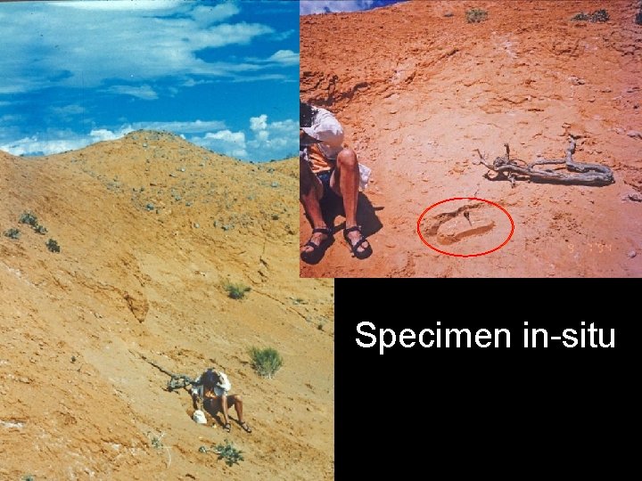 Specimen in-situ 