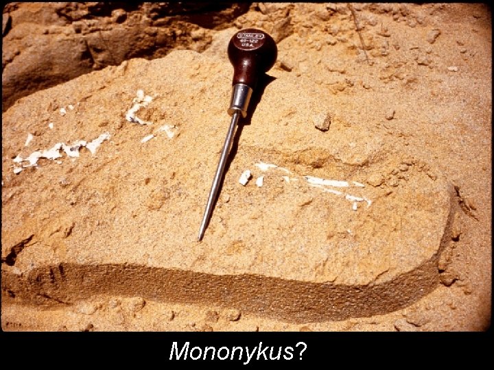 Mononykus? 