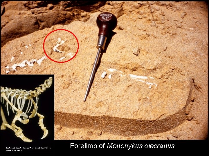 Casts and mount - Dennis Wilson and Marilyn Fox Photo- Mick Ellison Forelimb of
