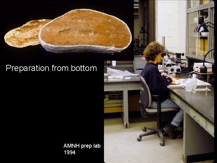 Preparation from bottom AMNH prep lab 1994 